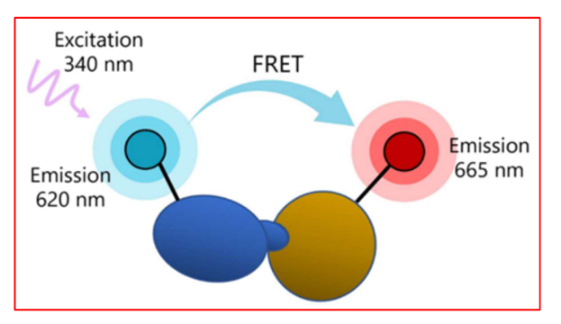 <p>BiFC (Bimolecular Fluorescence Complementation) can be used at a genome-wide scale to detect protein–protein interactions in yeast.</p><p>A yeast strain (MATalpha) expressing a VC tagged protein (i.e. a protein tagged with the C-terminus of the Venus fluorophore) is mated with a library of 5911 strains (MATa) each expressing a different VN-tagged protein (i.e. a protein tagged with the N-terminus of the Venus fluorophore). These proteins are potential partners of the VC-tagged protein.</p><p>If the bait and partner interact, the split Venus protein is reconstituted, thus producing fluorescent light.</p><p>This allows researchers to not only <strong>identify interactions</strong>, but also <strong>visualize where they occur in the cell</strong> and <strong>quantify their strength</strong> under different conditions.</p>