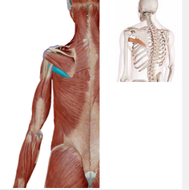 <p>Welke spier is dit</p>