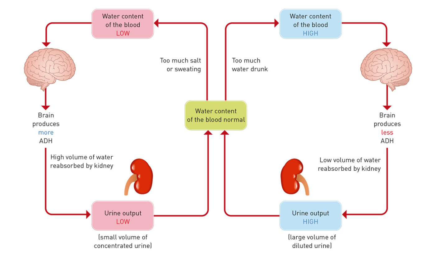 water regulation