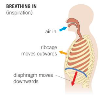 <ul><li><p>external intercostal muscles contract/internal intercostal muscles relax</p></li><li><p>ribs pulled upwards and outwards, increasing volume of the thorax</p></li><li><p>diaphragm muscles contract - flattens - increases vol. of thorax</p></li><li><p>increased vol. of thorax = reduction of pressure in lungs</p></li><li><p>atmospheric pressure is now greater than pulmonary pressure and so air is forced into the lungs</p></li></ul><p></p>