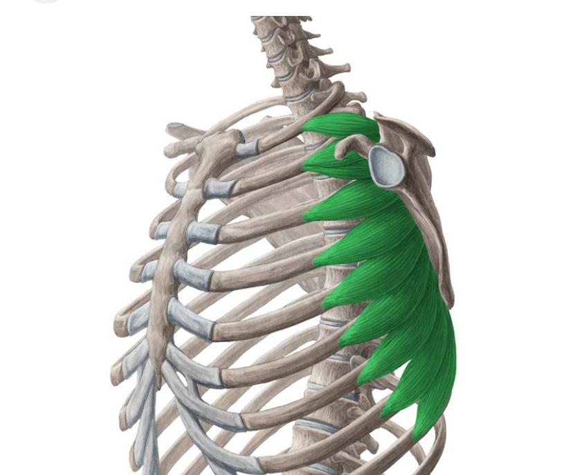 <p>Spiernaam, origo en insertie, functie</p>