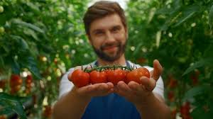 <p>tomato</p>