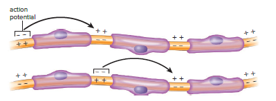 Conduction of a nerve impulse in a myelinated axon.