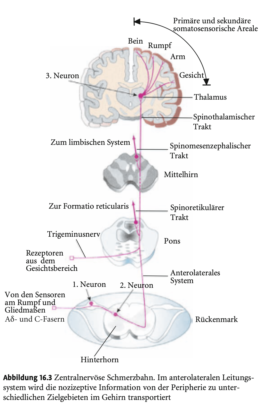 <p><span><strong>Aufsteigende Schmerzbahnen</strong></span></p><p>&nbsp;</p><ul><li><p><span><strong>Spinoretikulärer Trakt:</strong> zur <strong>Formatio reticularis</strong> → löst <strong>globale kortikale Aktivierung</strong> aus (bei starken/ungewohnten Schmerzen).</span></p></li><li><p><span><strong>Spinomesenzephaler Trakt:</strong> zum <strong>Tectum</strong> &amp; <strong>periaquäduktalen Grau</strong> → wichtig für <strong>absteigende Schmerzhemmung</strong>.</span></p></li><li><p><span><strong>Spinothalamischer Trakt:</strong> stärkste Bahn → leitet Reize zu Thalamuskernen (<strong>VPL</strong>, <strong>MD</strong>).</span></p></li><li><p><span><strong>Gesichts-/Halsbereich:</strong></span></p><ul><li><p><span>1. Neuron: <strong>Ganglion trigeminale</strong></span></p></li><li><p><span>2. Neuron: im <strong>Trigeminuskern</strong> (Pons)</span></p></li><li><p><span>3. Neuron: im <strong>Thalamus</strong>, <strong>Formatio reticularis</strong>, <strong>Colliculi superiores/inferiores</strong></span></p></li></ul></li></ul><p></p>