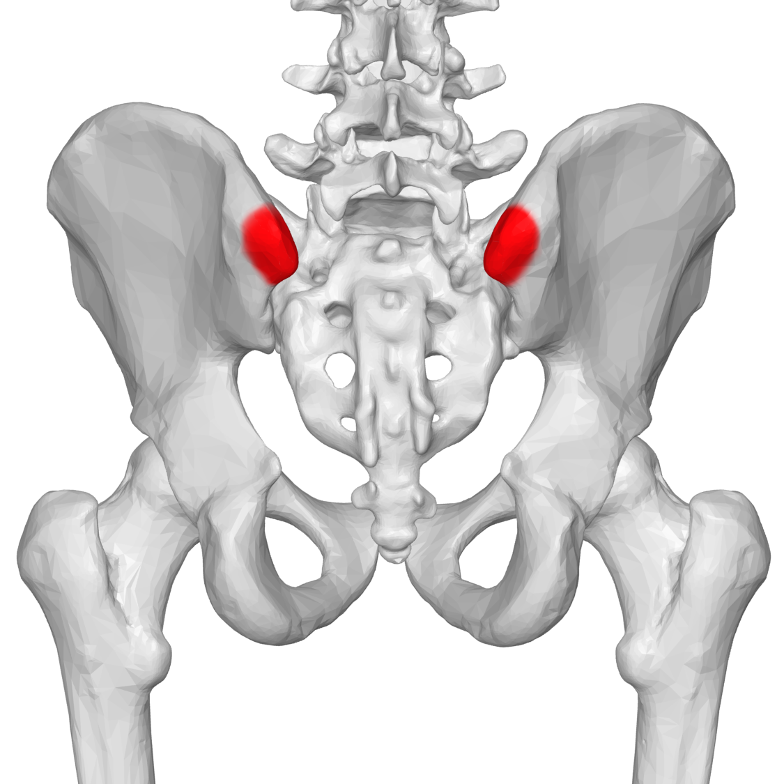 <p>Coxal Bone: Landmark</p>