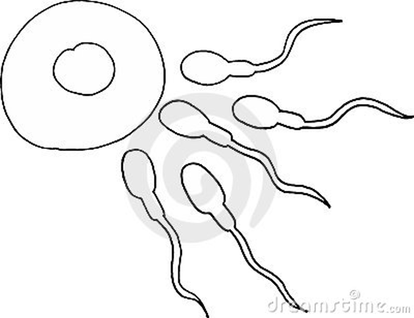 <p>A haploid male or female cell (e.g. sperm and egg)</p>