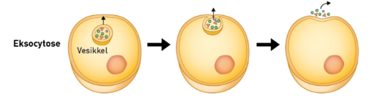 <p>Et endosom inne i cellen smelter sammen med cellemembranen igjen, som frigjør innholdet i endosomet, ut i området utenfor cellen. Slik frigjøres bl.a. hormoner. </p>