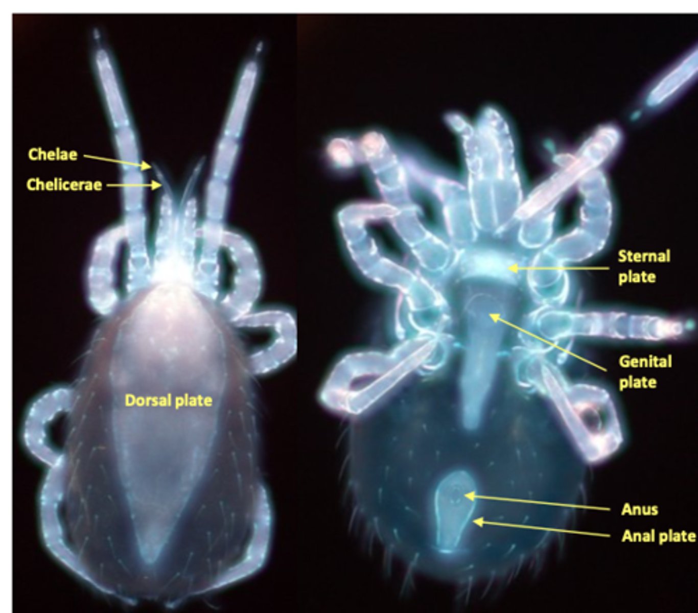 <p>• They are similar to Dermanyssus gallinae: usually spinier, anus located in the anterior half of the anal plate, chelae developed</p><p>Colour: grey-whitish before feeding, dark red after feeding;</p><p>• Anus located in the anterior half of the anal plate, chelae developed;</p>