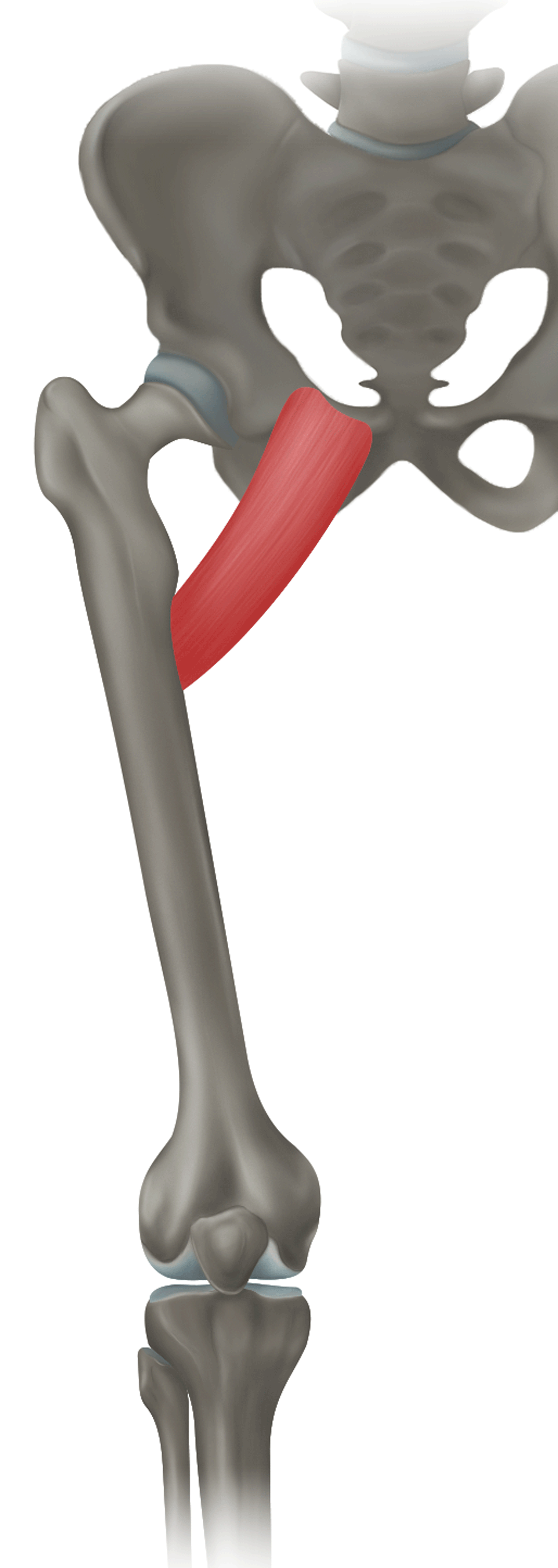 <p>m. pectineus (hřebenový s.)- ZAČÁTEK</p>