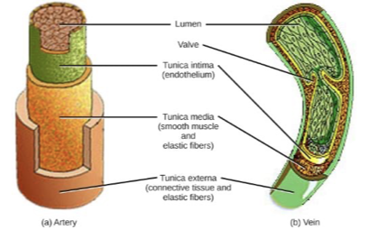 <p>ateries and veins have four layers</p><ul><li><p>endothelium</p></li><li><p>elastic fibers</p></li><li><p>smooth muscle</p></li><li><p>connective tissue</p></li></ul><p>Too thick for exchange</p><p>Capillaries have one layer of endothelial cells</p><ul><li><p>allow rapid exchange of gases and other stuff</p></li></ul>