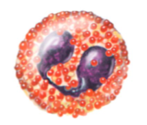 <p>red coarse cytoplasmic granules; bilobed nucleus stains blue red</p>