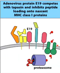 <p>E19</p><p>competing with tapasin, blocking the complex from binding to TAP</p>