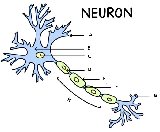 <p><strong>Identify</strong> the parts of the neuron in the diagram.</p>