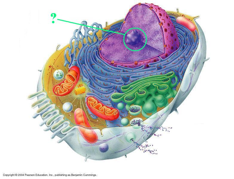 <p><span style="font-family: Lato Extended, Lato, Helvetica Neue, Helvetica, Arial, sans-serif">Identify the indicated cellular organelle.</span></p>