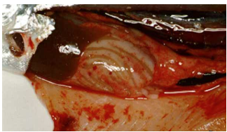 <p>problem w/ fluids and blood movement </p><ul><li><p><span style="font-family: "Century Gothic";"><span>caused by microbes or toxins</span></span></p><ul><li><p><span style="font-family: "Century Gothic";"><span>blood leaking from vessels</span></span></p></li><li><p><span style="font-family: "Century Gothic";"><span>signs of vessel damage in certain infections + some nutritional problems</span></span></p></li></ul></li></ul><p></p>