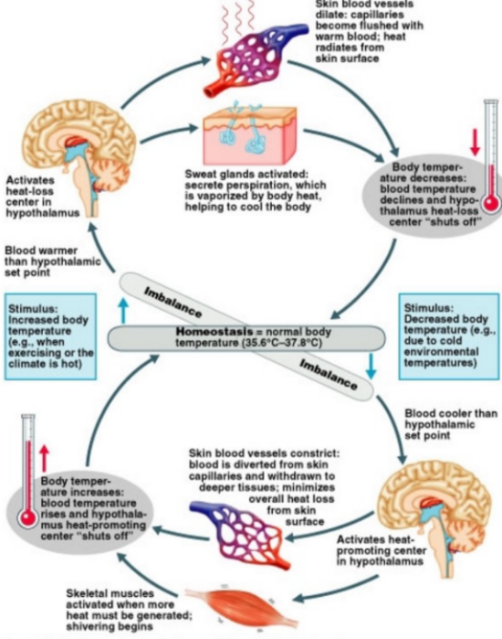 <p>The hypothalamus is the control center</p><p>Warm blood —&gt; activate hypothal. heat loss center —&gt; Effectors (sweat glands / vasodillation)</p><p>Cool blood —&gt; activate hypothal. heat promotion center —&gt; Effectors (shivering, vasoconstriction)</p>