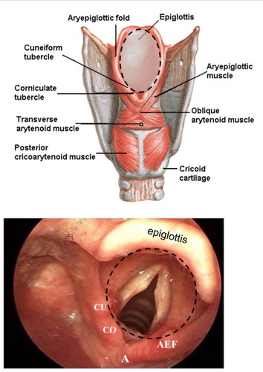 <p>2D area that faces backwards &amp; upwards (slanted downward) to open into the laryngeal part of the pharynx<br> -anterior boundary = upper margin of the epiglottis<br> -posterior/lower boundary =arytenoid cartilage <br> -lateral boundary = aryepiglottic folds</p>