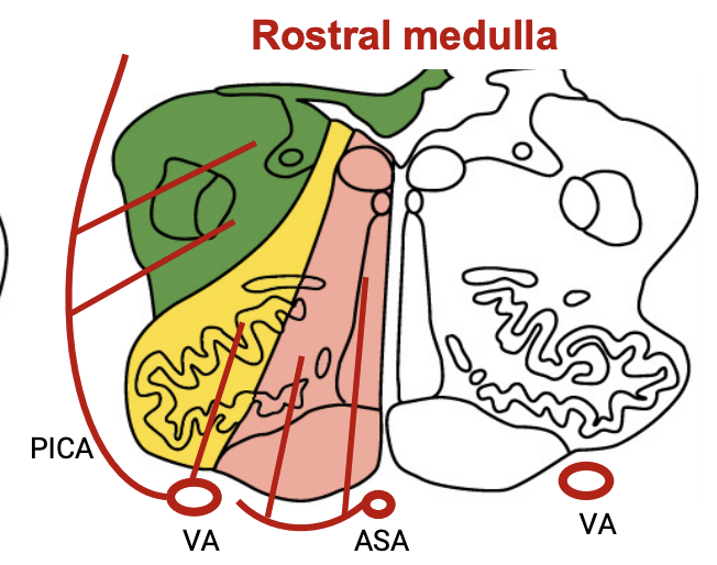<p>Name the Arteries</p>