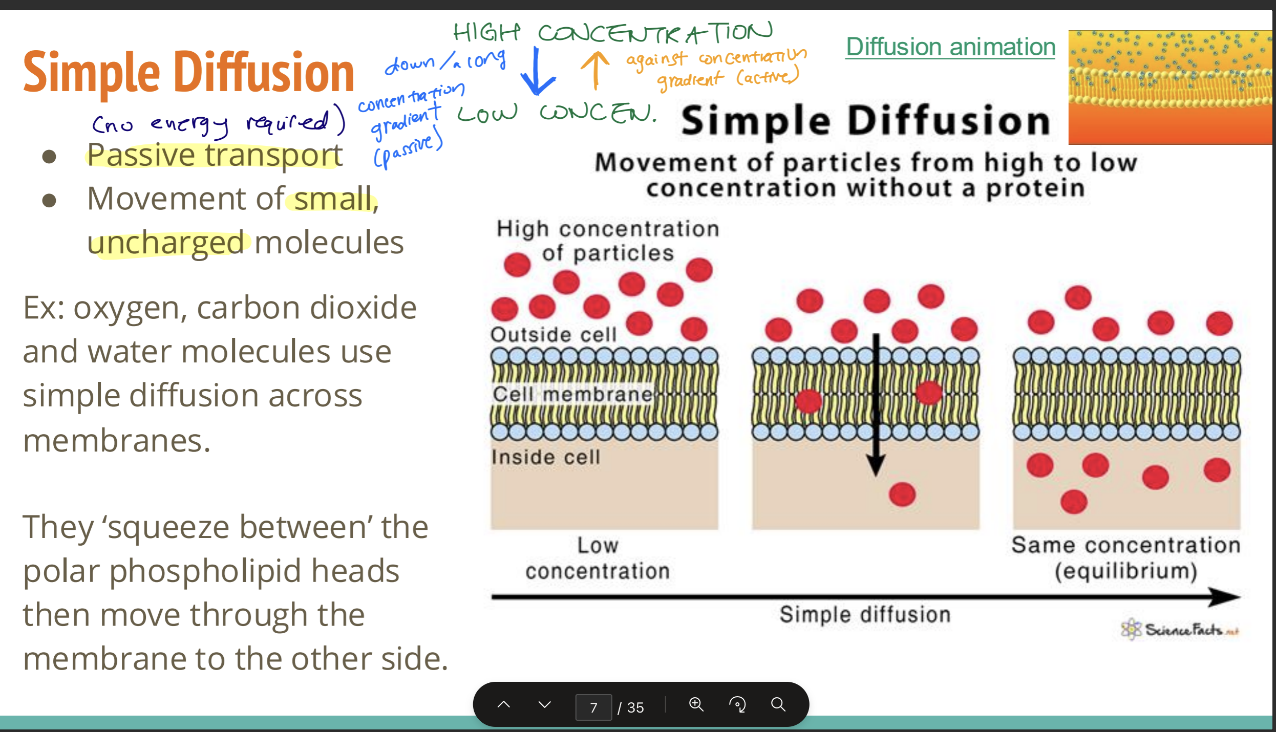 <p>Passive transport. Movement of <strong>small uncharged molecules</strong> [1]</p><p><strong>moves from High concentration to low until equalibrium</strong> [1]<br>They ‘squeeze between’ the polar phospholipid heads then move through the membrane to the other side [1]</p><p></p><p>Use movement of oxygen and carbon dioxide molecules between phospholipids as an example of simple diffusion across membranes.</p>