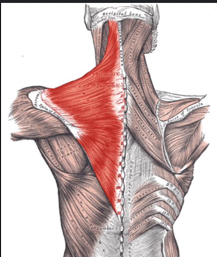 <p>large bone located at the back of the shoulder, back and neck</p>