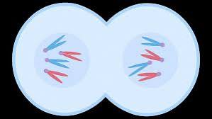 <p>what happens during cytokinesis</p>