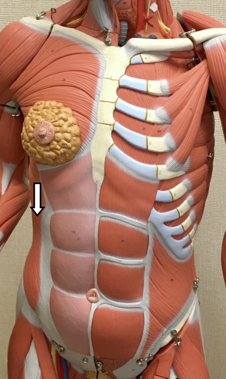 <p><span>Name the muscle labeled with the white arrow below AND name the insertion .</span></p>