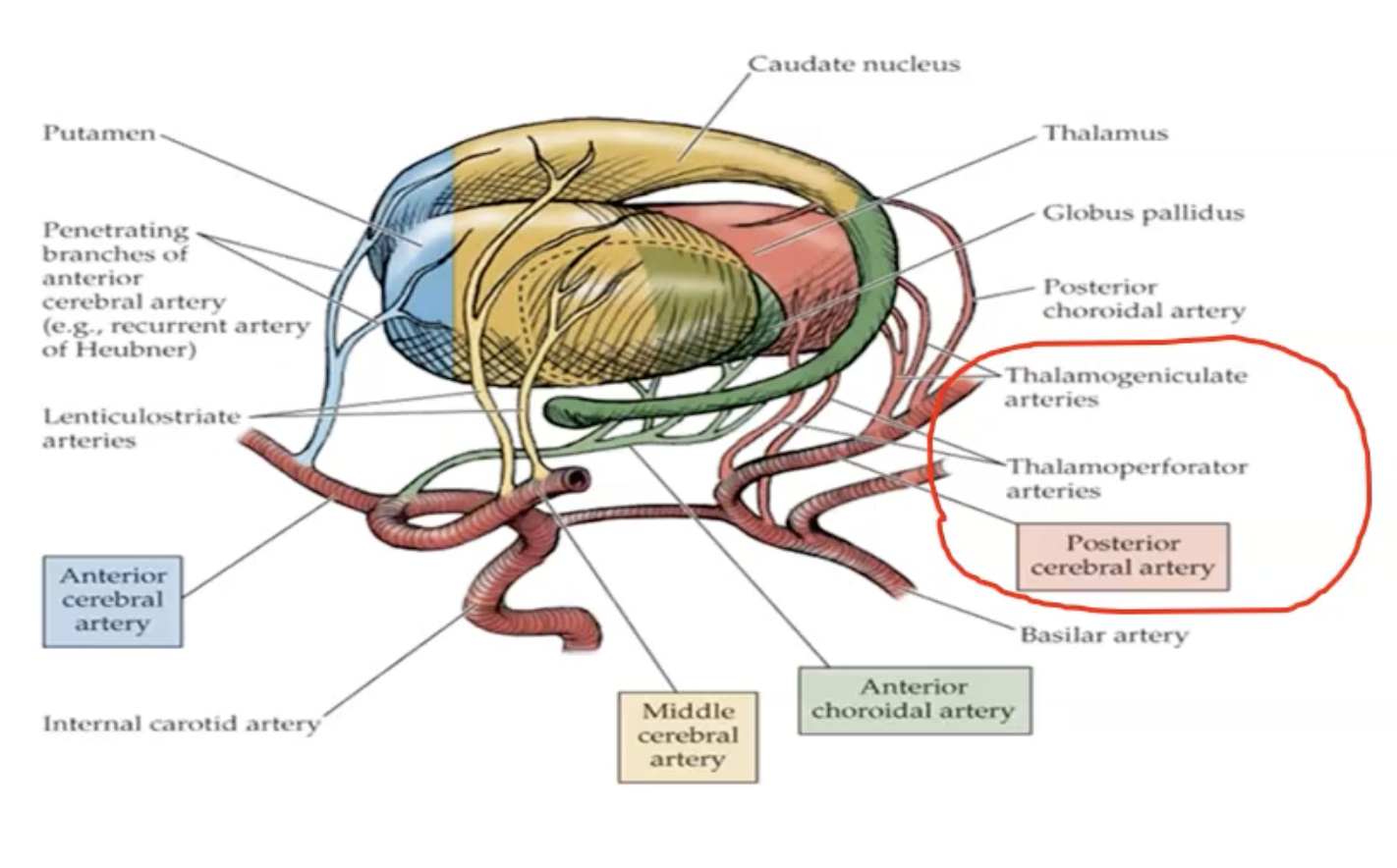 <p>Branching of posterior cerebral </p><ul><li><p>Thalamogeniculate Arteries</p></li><li><p>Thalamoperforator Arteries</p></li><li><p>Posterior communicating to connect it to the internal carotids</p><p></p></li></ul><p></p>
