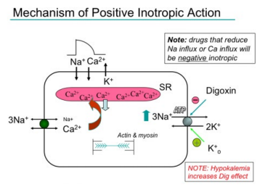 <p>Fill in the blank…</p><p>High doses of digitalis glycoside ( ) the Na/K pump, leading to…</p><p>1) ( ) in intracellular K and an ( ) in extracellular K</p><p>2) ( ) of intracellular Na</p><p>3) ( ) of intracellular Ca due to the Na/Ca exchange mechanism</p>