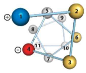 <p>Top View of the Alpha Helix</p>
