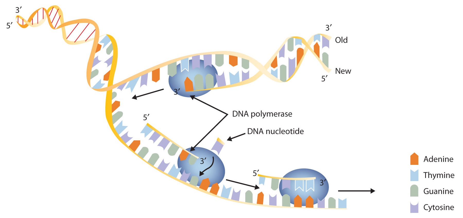<p>Joining adjacent (side by side) nucleotides</p>