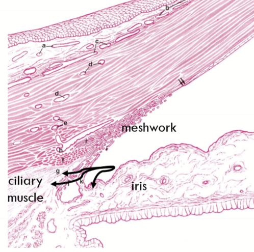 <p>Absorbed across the uveal meshwork → absorbed into the face of the ciliary body and iris root → absorbed into the ciliary muscle veins</p>