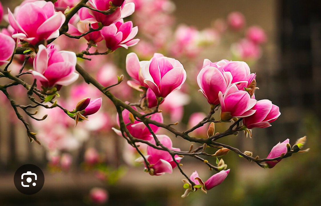 <p>Magnolia pollineras</p>