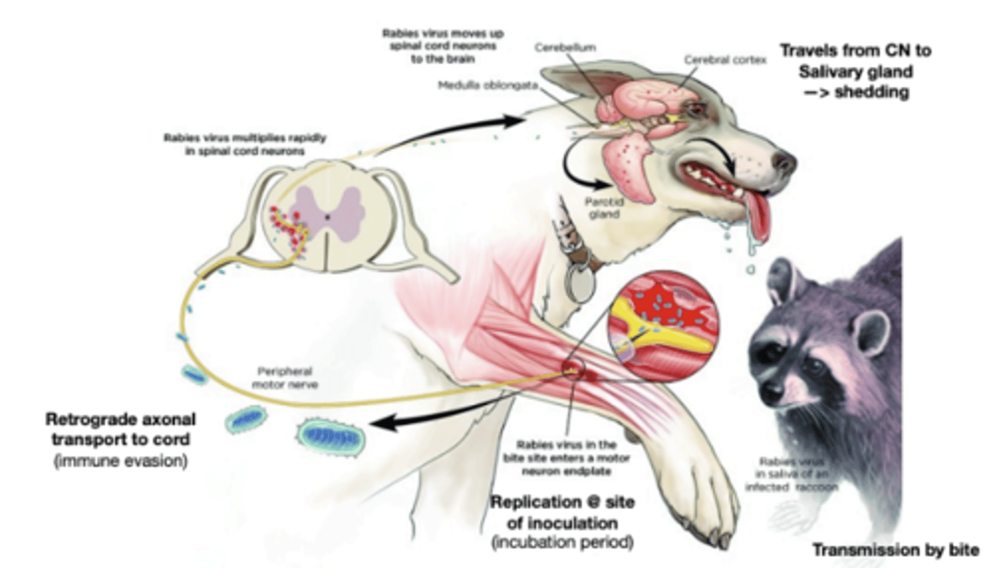 <p>- Rabies virus in the saliva of an infected raccoon is transmitted by bite -&gt; There is replication at the site of inoculation(incubation period) -&gt; Retrograde axonal transport to cord (immune evasion) -&gt; Rabies virus multiplies rapidly in spinal cord neurons -&gt; Rabies virus moves up spinal cord neurons to the brain -&gt; Travels from CNS to the salivary gland (Shedding)</p>