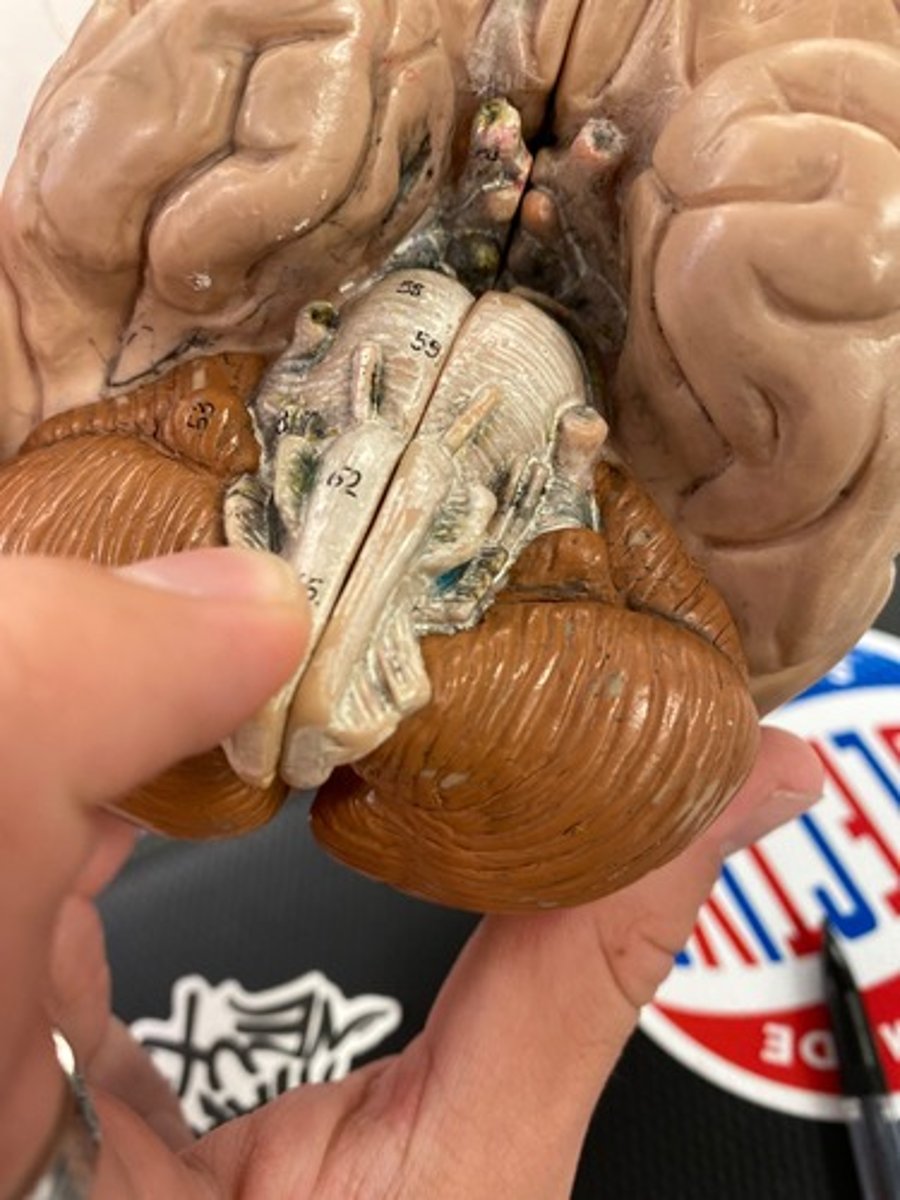 <p>-Carry motor signals to skeletal muscle</p>