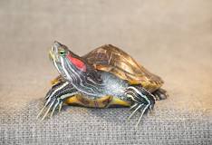<p>Red-eared Slider</p>