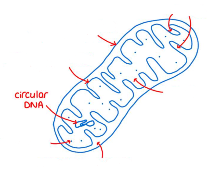 knowt flashcard image