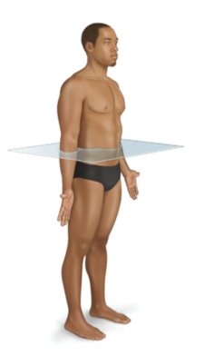 <p>left to right—separates body into upper and lower portions</p>