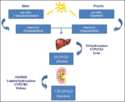 <ul><li><p>produced in response to UV radiation or obtained from diet</p></li><li><p>converted to <strong>calcidiol</strong> by liver</p></li><li><p>converted to <strong>calcitriol</strong> by kidney</p><ul><li><p>resulting in absorption of Ca + P</p></li></ul></li><li><p>deficiency causes <strong>Rickets</strong> (weak &amp; flexible bones)</p></li></ul><p></p>