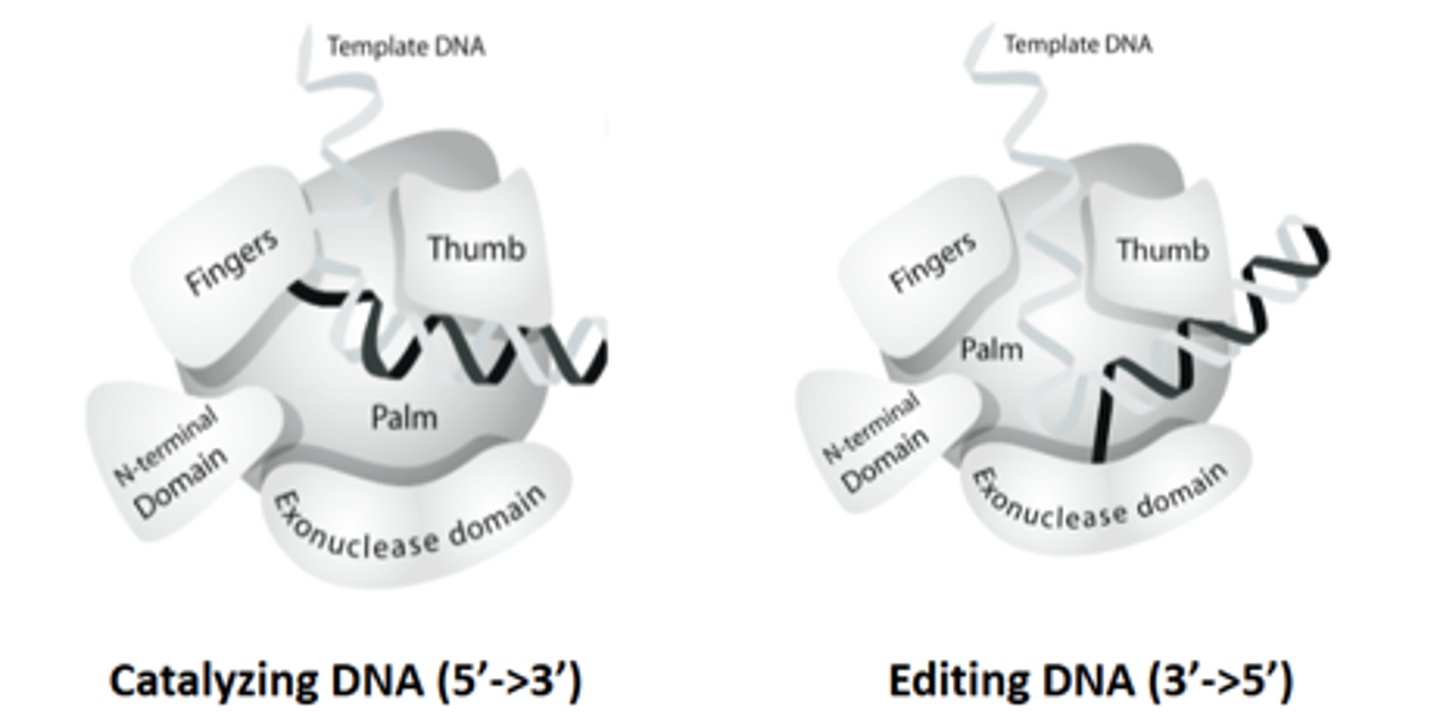 <p>It alternates between Catalyzing DNA from 5 to 3 and Editing DNA from 3 to 5</p>