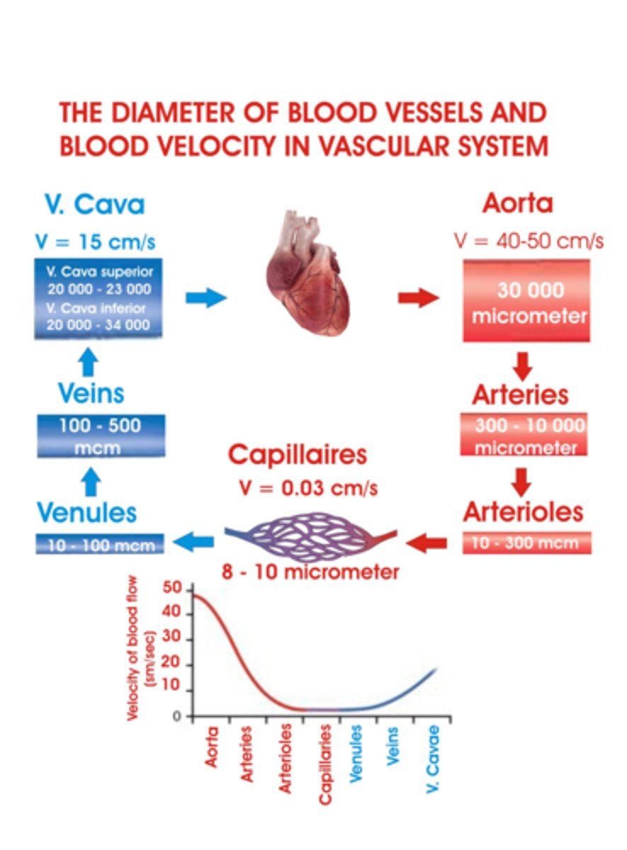 <p>Arteries  branch into smaller arterioles  and then  capillaries, their diameters <strong>decrease</strong>, by branching and narrowing of arteries it helps regulate blood flow and distribute blood to various tissues throughout the body.</p>