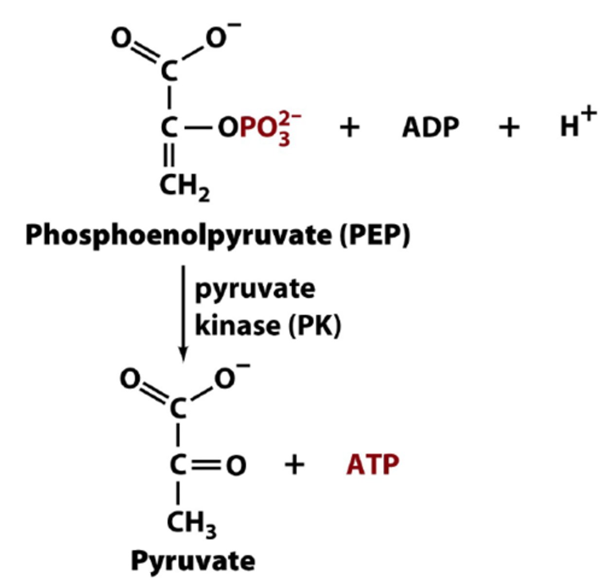 <p>Second substrate-level phosphorylation (Phosphoenolpyruvate to Pyruvate)</p><p>Produces another two ATPs</p><p>Phosphoryl group comes from phosphoenolpyruvate</p><p>The loss of phosphate from phosphoenolpyruvate yields an enol that tautomerizes into a ketone, however, this tautomerization effectively lowers the concentration of the reaction product, and drives the reaction towards ATP formation</p>