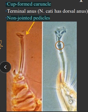 <ul><li><p><span style="color: rgb(136, 136, 136);"><strong>Et:</strong> </span>contagious, not seasonal&nbsp;</p></li><li><p><span style="color: rgb(136, 136, 136);"><strong>Id: </strong></span><span style="color: red;"><strong><u>cup caruncle, terminal anus, unjointed pedicles</u></strong></span></p><ul><li><p>Life cycle 21 days</p></li></ul></li><li><p><span style="color: rgb(136, 136, 136);"><strong>Sig:</strong></span><strong> </strong>dogs &lt;2y, groups, rural fox contact</p></li><li><p><span style="color: rgb(136, 136, 136);"><strong>Cs:</strong> </span><strong>papulo-crusting, “beeswax” crusts</strong></p><ul><li><p>elbows, hocks, periocular, ear, no haired areas</p></li></ul></li></ul><img src="https://knowt-user-attachments.s3.amazonaws.com/fe470680-8059-4316-85e3-f464c612daf1.png" data-width="50%" data-align="center"><ul><li><p><span style="color: rgb(136, 136, 136);"><strong>Dt: </strong></span>skin scrap (superficial, multiple spots), cytology, trial tx, serology</p></li><li><p><span style="color: rgb(136, 136, 136);"><strong>Tx:</strong></span><strong> treat all,</strong> prednisone, lyme sulfur/Amitraz dips, Selamectin/Advantage Multi/Fipronil topicals, Ivermectin, Milbemycin</p></li></ul><p></p>