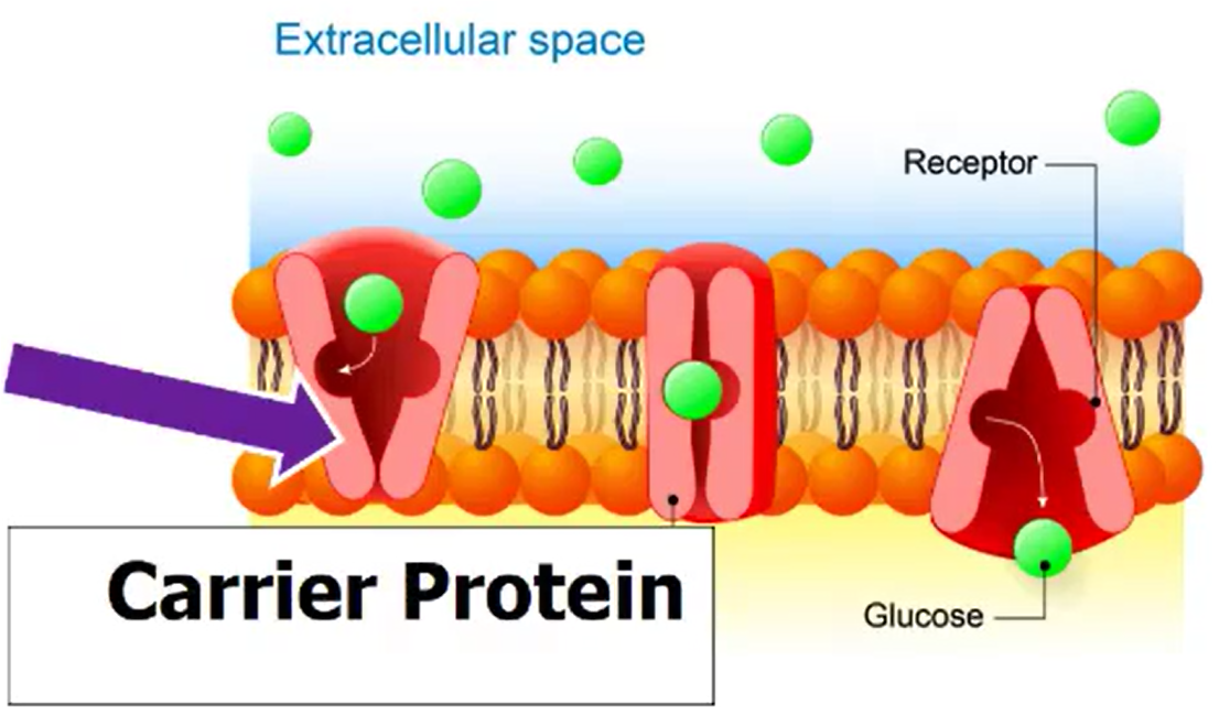 <ul><li><p>Requires transport proteins</p></li><li><p>Polar, hydrophilic molecules</p></li><li><p>Larger molecules (glucose)</p></li></ul><p>Carrier Proteins: molecules bind to proteins</p>