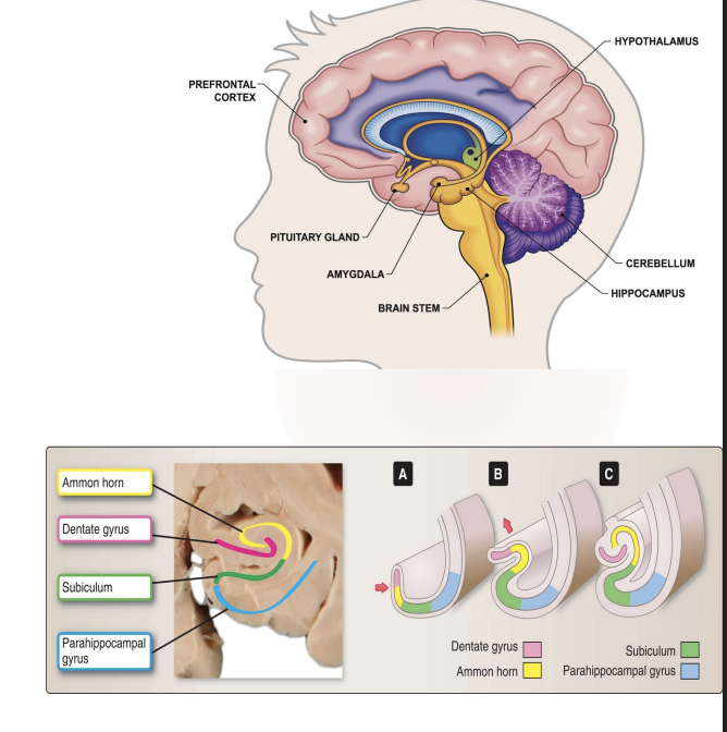 <ul><li><p><span style="color: green;"><strong>Subiculum</strong>-</span> transition zone of cortex, between the hippocampus and the <strong>parahippocampal gyrus;</strong></p></li><li><p><span style="color: rgb(224, 236, 89);"><strong>Hippocampus proper</strong></span>, also called <strong>Ammon horn</strong>; grey mater </p></li><li><p><span style="color: rgb(243, 67, 155);"><strong>Dentate gyrus</strong></span> - is a notched or “toothlike” band of gray matter</p></li></ul><p></p><p>It is located in the medial surface of the temporal lobe, like a sea horse shaped</p><p></p>