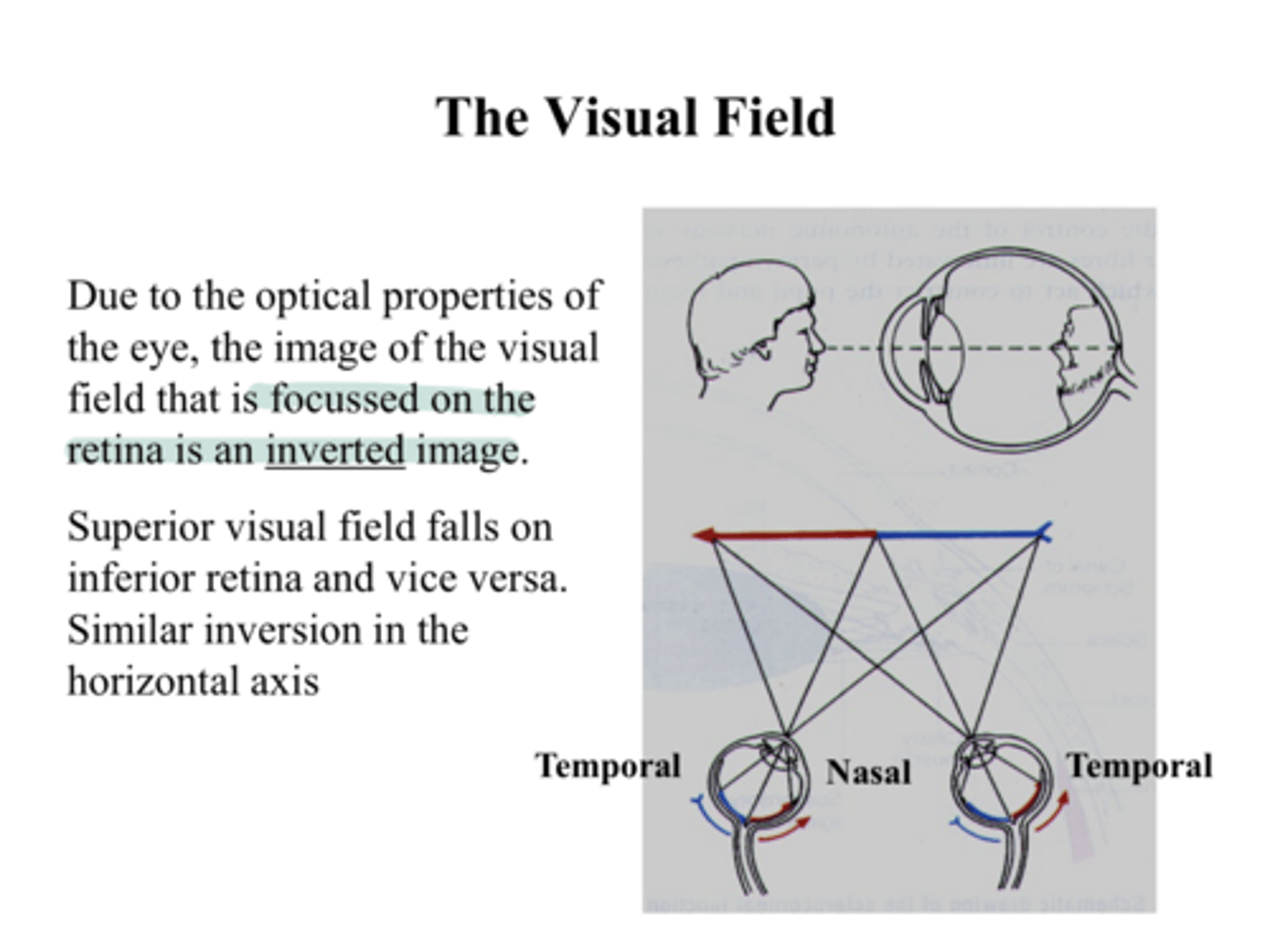 <p>Inferior visual field falls where on the retina?</p>