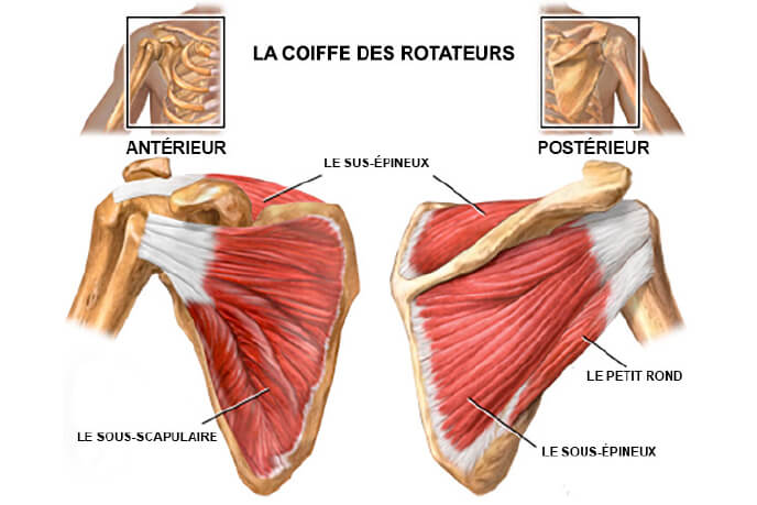 <p>La coiffe des rotateurs</p>