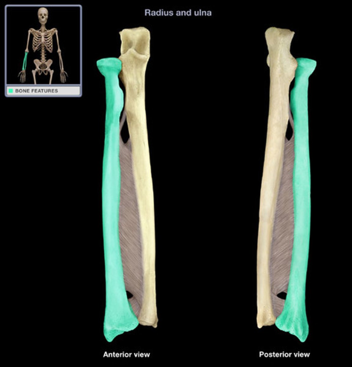<p>- Articulate with the ulna (proximally and distally)</p><p>- articulate with carpal bones on the distal side of radius</p>