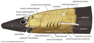 <p>thin sheet of cranial muscle in fish located on the floor of the mouth between the two halves of the lower jaw (mandibles)</p>