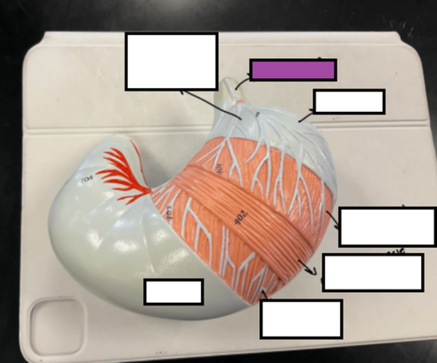 knowt flashcard image