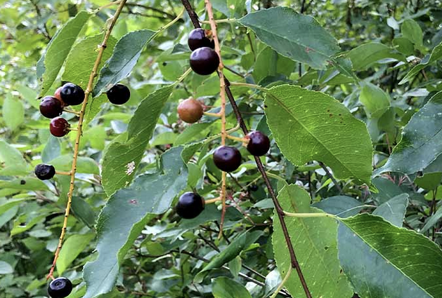 <p><em>Prunus serotina</em></p><p>Roseaceae</p>